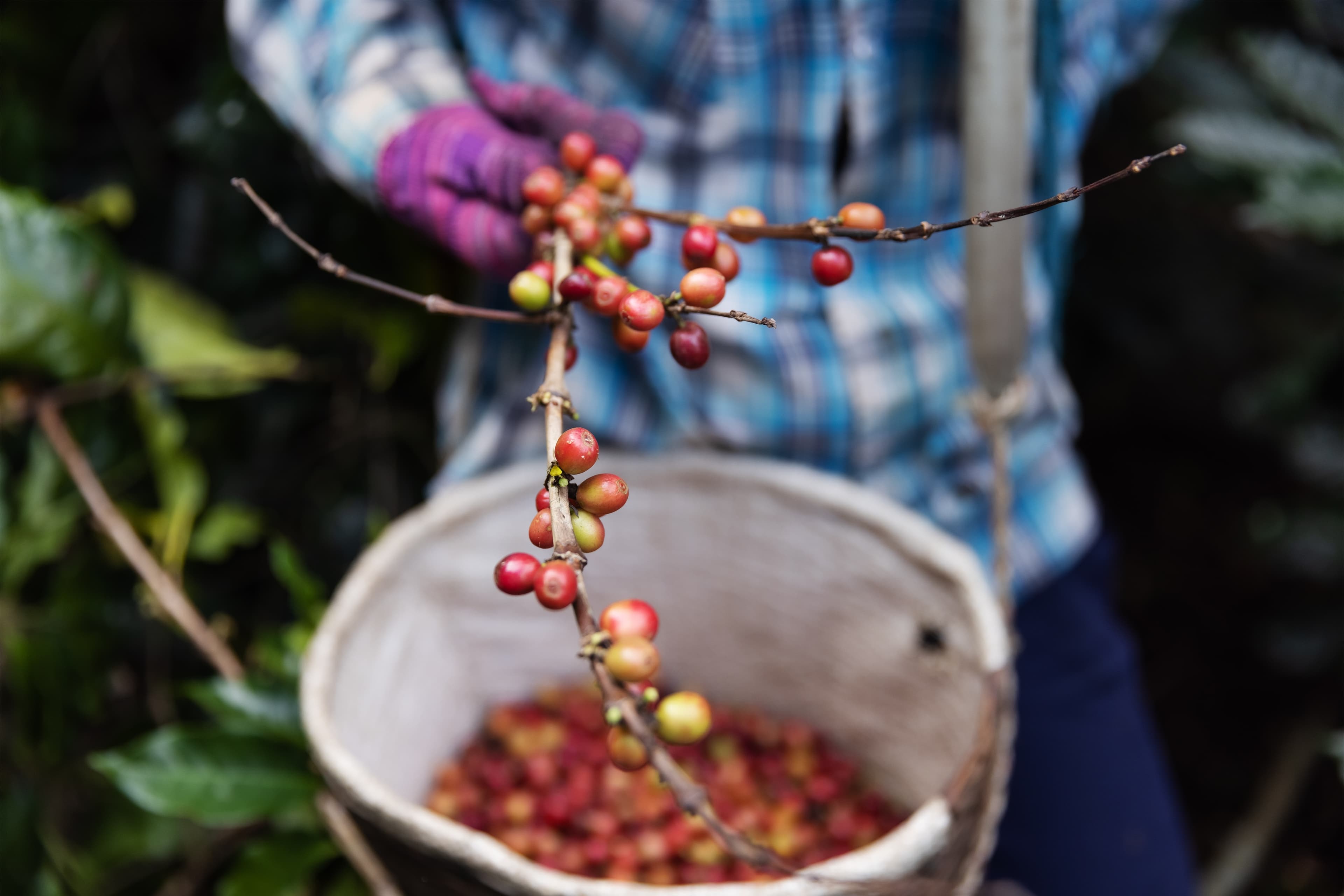 Coffee farmer image
